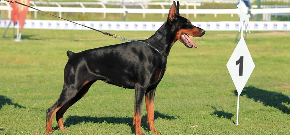 Cane_Eventi_Monge_Breeders