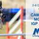 breeders_campionato_pastori_tedeschi