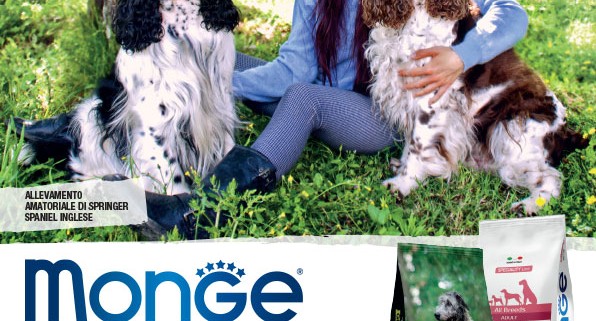 Allevavamento-Springer-Spaniel-Inglesi-del-ChiantiLove