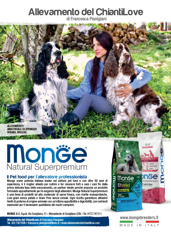 Allevavamento-Springer-Spaniel-Inglesi-del-ChiantiLove