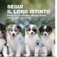 puppy_cervo