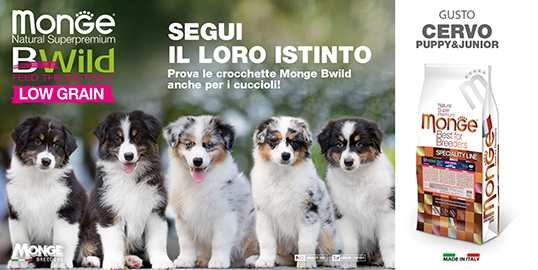 puppy_cervo