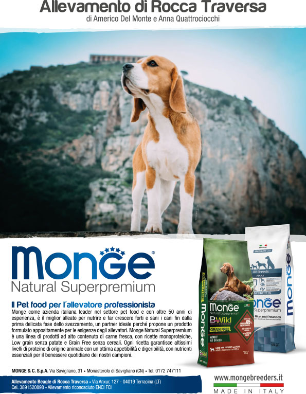 Allevamento Beagle di Rocca Traversa